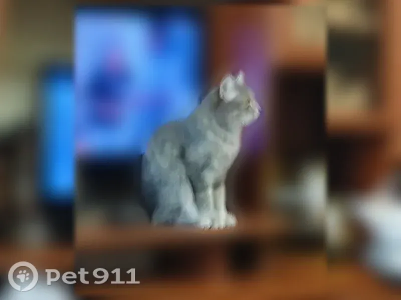 Пропала кошка, ул. Ленинградская, 149, Новосибирск — серо-белая, пугливая - photo