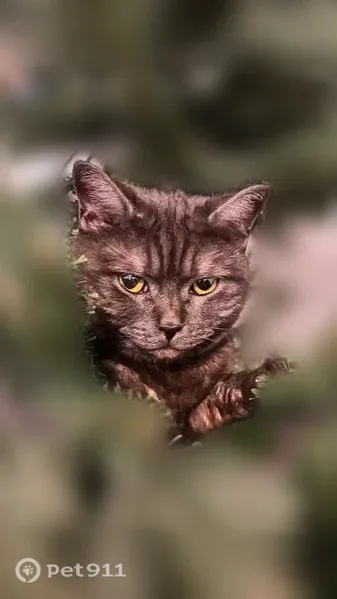 Пропала кошка, Маяковского, д. 43, Дзержинск — британка-метис - photo