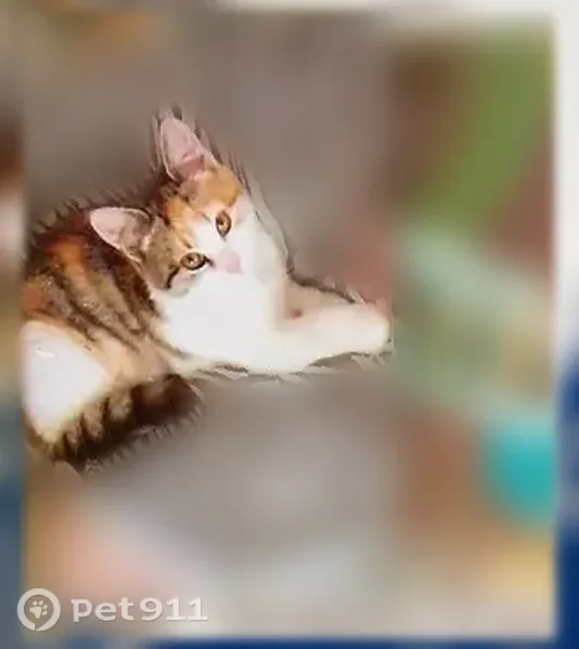 Пропала кошка, Сиреневая, Среднеуральск — 2 года, надломлен кончик хвоста - photo