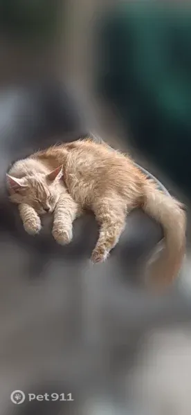 Пропала кошка, Округ Прикубанский (г Краснодар), Триумфальная, Краснодар — кот Рыжий, 8 лет, кастрирован - photo