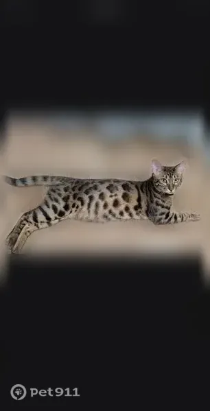 Пропала кошка, Гагарина, д. 26А, Клин - photo