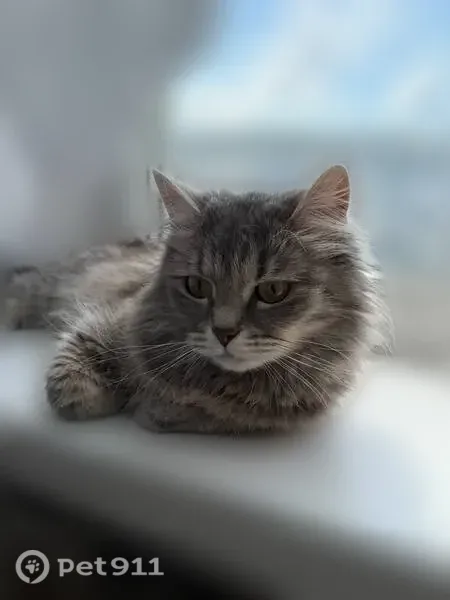 Пропала кошка, Индустриальная, Ставрополь — серая кошечка, 4 года - photo