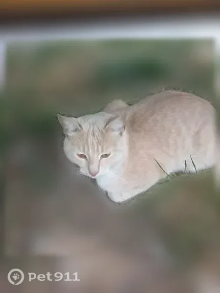 Кошка ищет дом, Тула - photo