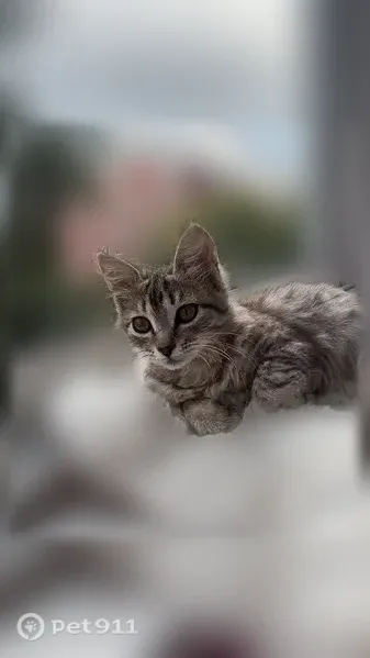 Кошка ищет дом, Пенза — 3 месяца, ласковая и приучена к лотку - photo