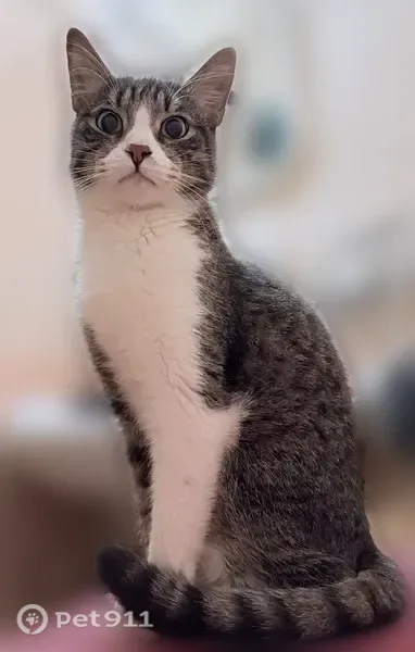 Пропала кошка, Территория Массив Мшинская — кот, 7 лет, кастрирован - photo