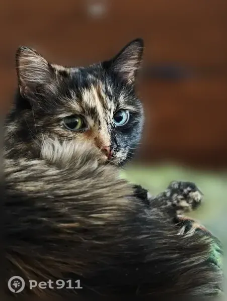 Пропала кошка, Село Иглино, 8 Марта, д. 49, Иглино — пушистая, черепахового окраса - photo