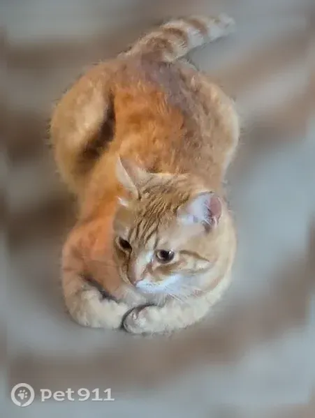 Пропала кошка, Село Селиваниха, Раздольная — кот с высоким голосом - photo