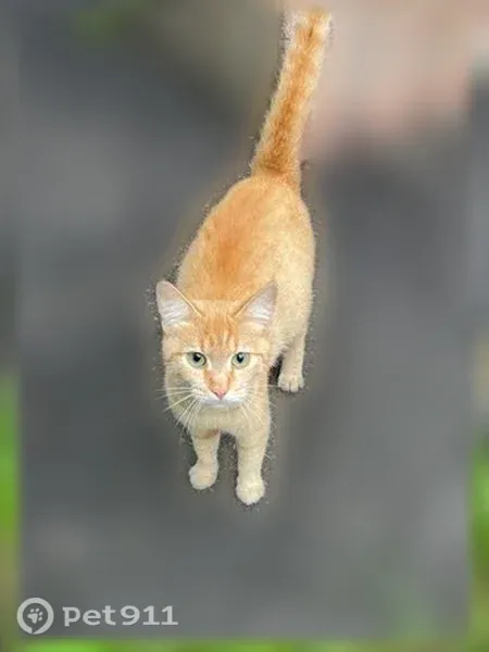 Кошка ищет дом, Фурманова, д. 19, Пенза — бежит навстречу людям - photo
