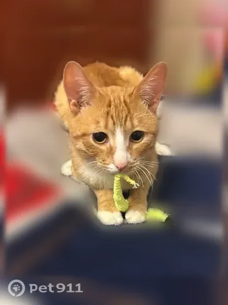 Найдена кошка, Братьев Кадомцевых, д. 5, Уфа — молодой рыжий котик с коротким хвостом - photo