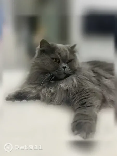 Пропала кошка, кот, Территория СНТ Шахтер, Южно-Сахалинск — серый дымчатый окрас - photo