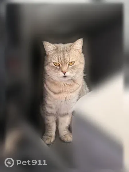 Пропала кошка, Иваново, Голубева — к чужим не подходит - photo