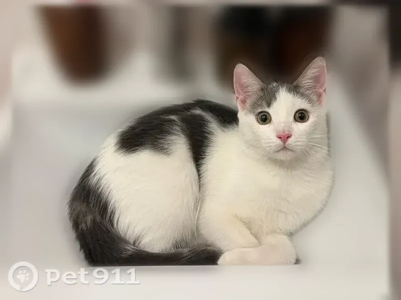 Пропала кошка, Иркутская, д. 54, Краснодар — бело-серая, стерилизована - photo