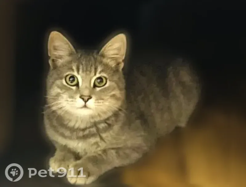 Пропала кошка, им. Дзержинского, д. 18, Волгоград — серый пушистый кот с зелёными глазами - photo