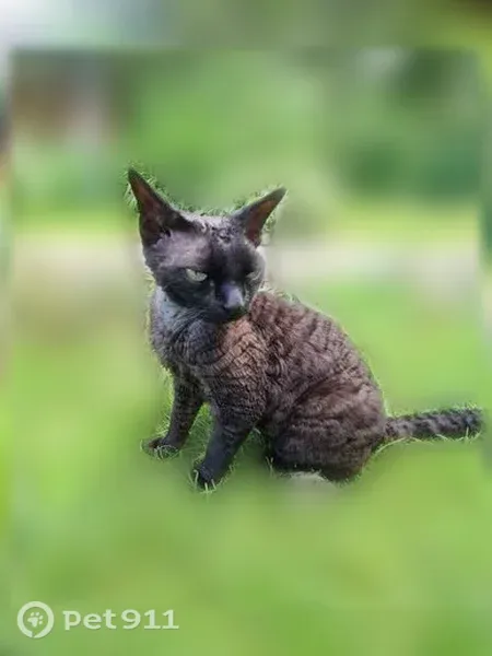 Пропала кошка, Кубинка — кудрявый девон-рекс, очень ласковая - photo