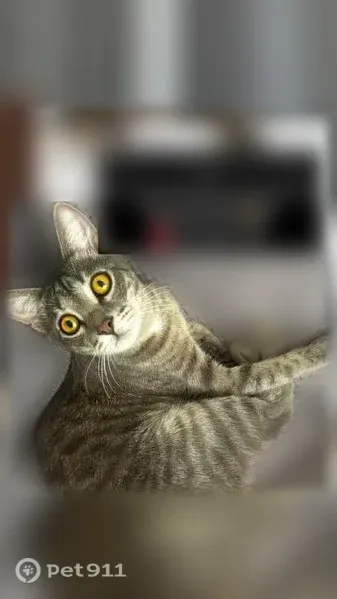 Пропала кошка, Олега Кошевого, Владикавказ — кот - photo