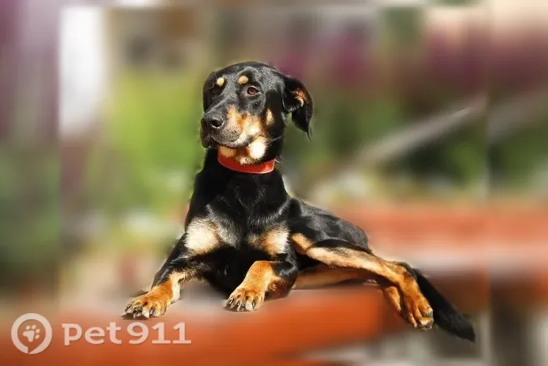 Пропала собака, Троицк, Октябрьский, Троицк - photo