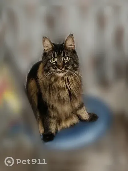 Пропала кошка, кот, район Академический, Хрустальногорская, д. 88, Екатеринбург — мейн-кун - photo