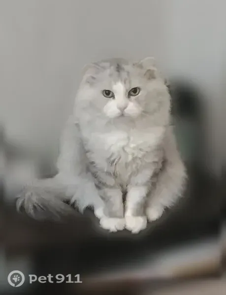 Пропала кошка, Энгельс, Полтавская, д. 29, Энгельс — очень пушистая, с белыми лапками - photo