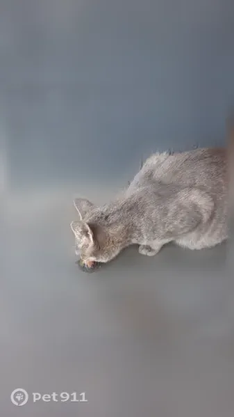 Кошка ищет дом, Тула, Рязанская, д. 3л — молодая, ласковая и непугливая - photo