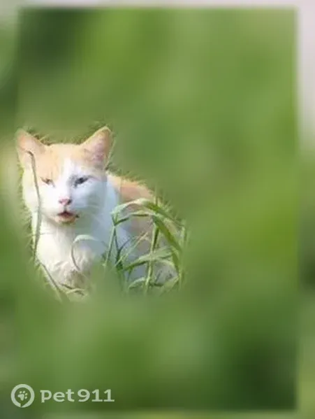Найдена кошка, Каменск-Уральский — ручная, нуждается в лечении - photo