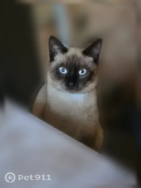 Пропала кошка, 4-я Новаторская, д. 1, Иваново — сиамская кошечка 9 месяцев - photo