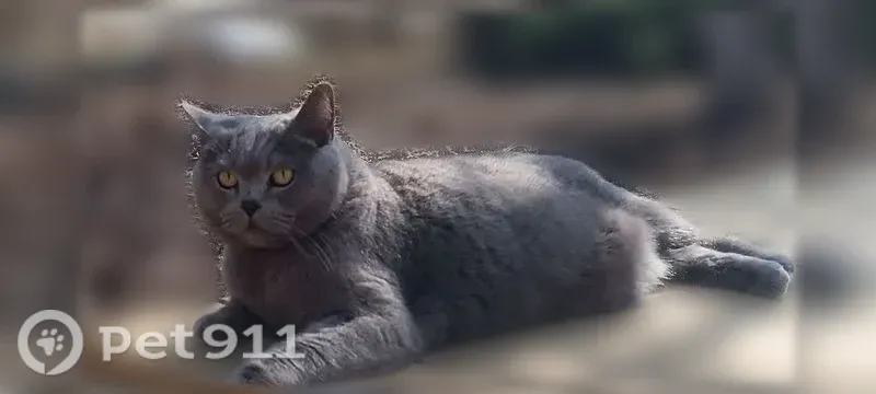 Пропала кошка Мальчик, Тосно (rl1257846) - photo