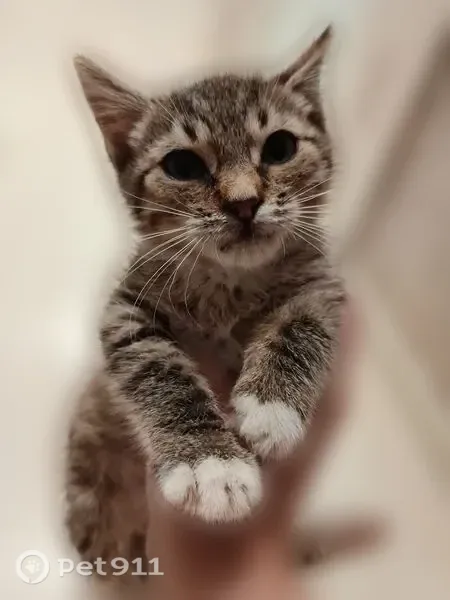 Кошка ищет дом, Кимры — ласковая и активная - photo