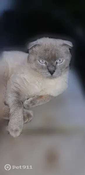 Пропала кошка, Минусинская, д. 8, Москва — котик колор-пойнт, хвост чуть изогнут - photo