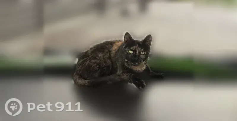 Пропала кошка, Поселок Первомайский, Добрый 1-й, д. 56, Тамбов — черепаший окрас, зелёный ошейник - photo
