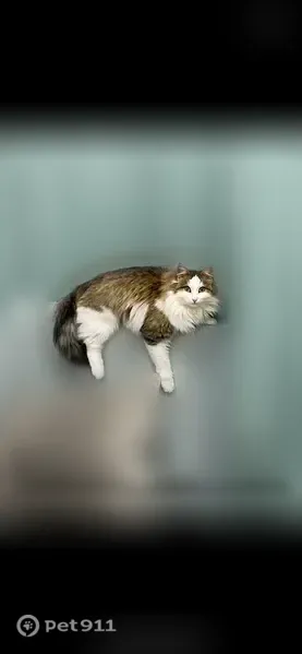Пропала кошка, Сибай — зелёные глаза, ласковая - photo