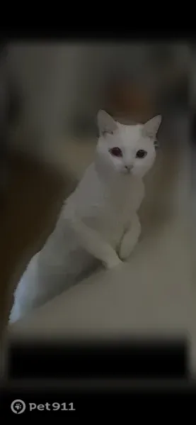 Пропала кошка, Ленская, д. 3, Санкт-Петербург — белый ласковый кот - photo