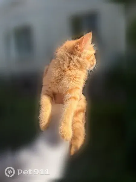 Найдена кошка, Федотова, д. 5, Жуковский — ищет добрые руки - photo