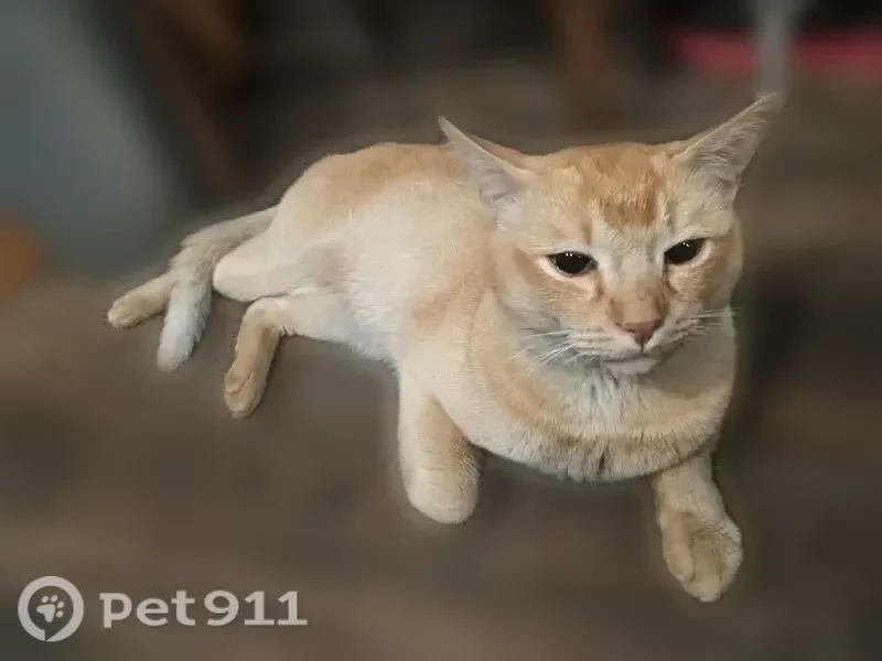 Пропала кошка, Баумана, д. 48, Нижний Новгород — спокойная и кремовая - photo