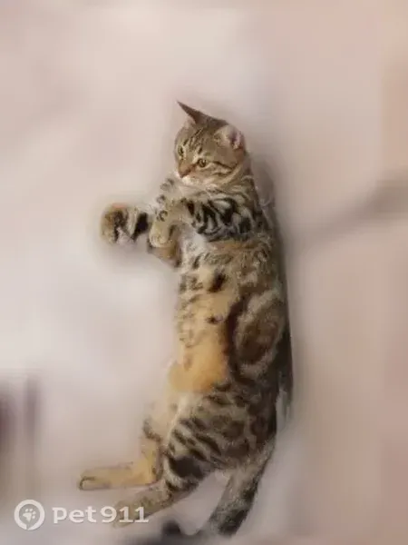 Пропала кошка, Олега Кошевого, д. 50, Лиски — смесь с бенгальским котом - photo