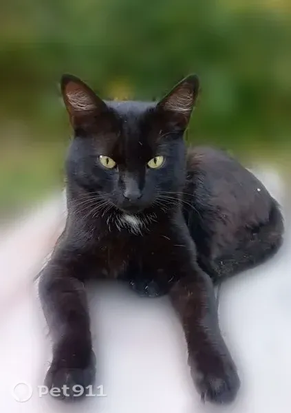 Пропала кошка, 2-я Новая, д. 35, Мытищи — кот с белым пятном на груди - photo