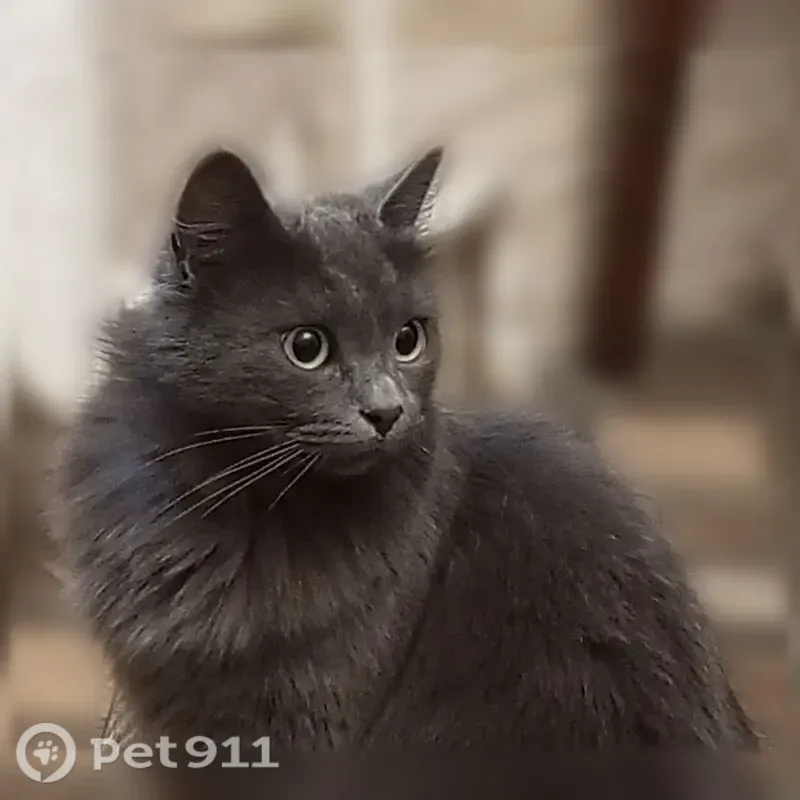 Кошка ищет дом, Район Центральный (г Тула), Ленина, д. 131, Тула — ласковая, приучена к лотку - photo