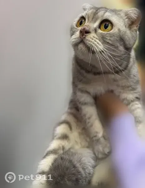 Кошка ищет дом, Депутатская, Волгоград — молодая ласковая вислоушка - photo