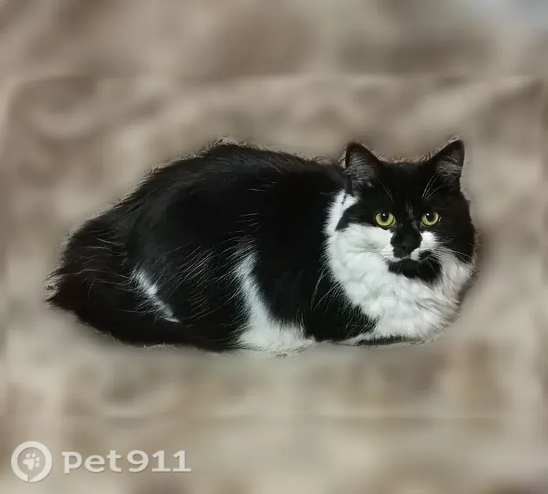 Пропала кошка, Ветеранов, д. 112, Санкт-Петербург — чёрно-белая, пугливая - photo