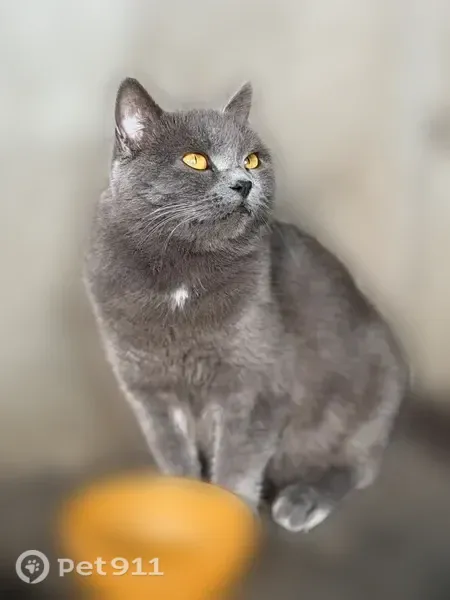 Найдена кошка, Краснодар — британская, ручная и ласковая - photo