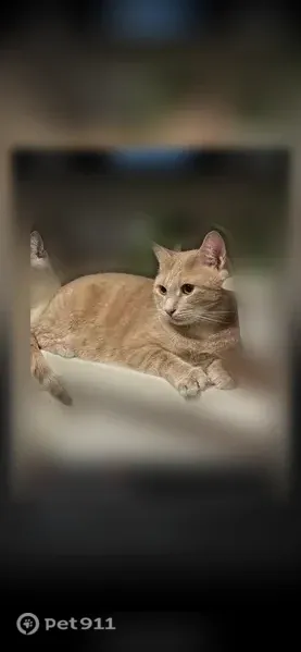 Пропала кошка, Тамбов — рыжий, достаточно крупный кот - photo