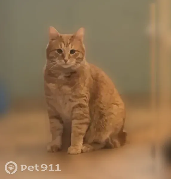 Пропала кошка, 2-я Елабужская, Казань — рыжий, пухлый кот - photo