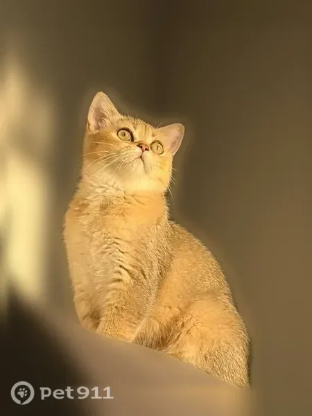 Пропала кошка, 7-й Кореновский, Краснодар — 5 месяцев, чёрные кисточки на ушках - photo