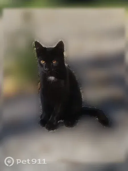 Пропала кошка, Анатолия Дериглазова, д. 51, Курск — котёнок 4 месяцев - photo