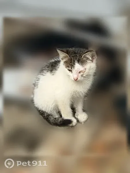 Кошка ищет дом, Ярославль, Мурманский — котёнок с проблемами глаз - photo