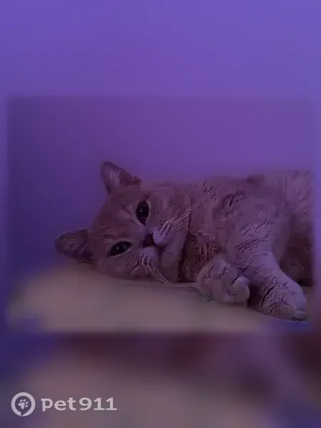 Пропала кошка, Поселок Елизаветино, Елизаветино — кот - photo