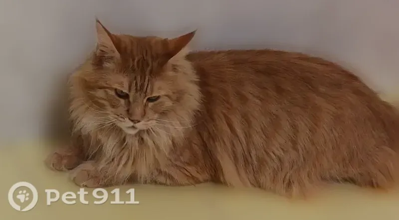 Пропала кошка, им. Байбакова Н.К., д. 6, Краснодар — откликается на Рыся - photo