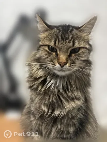 Пропала кошка, Сатка, 1-я Речная, д. 6 — пушистая, похожа на мейн-куна - photo