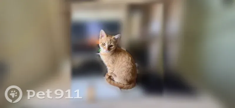 Пропала кошка, Район Фокинский (г Брянск), МЮД, д. 4, Брянск — рыжий кот Рыжик - photo