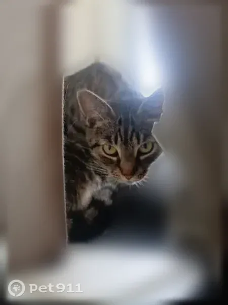 Пропала кошка, кот, Район Выборгский (г Санкт-Петербург), Толубеевский, д. 26 1, Санкт-Петербург — серый в полоску - photo