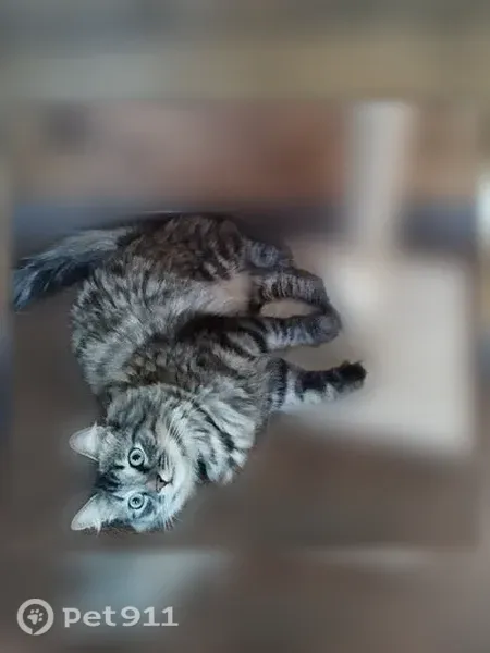 Пропала кошка, Гагарина, д. 5А, Реутов — на коте шлейка - photo